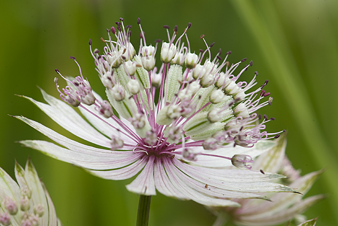 Astrantia major / Astranzia maggiore